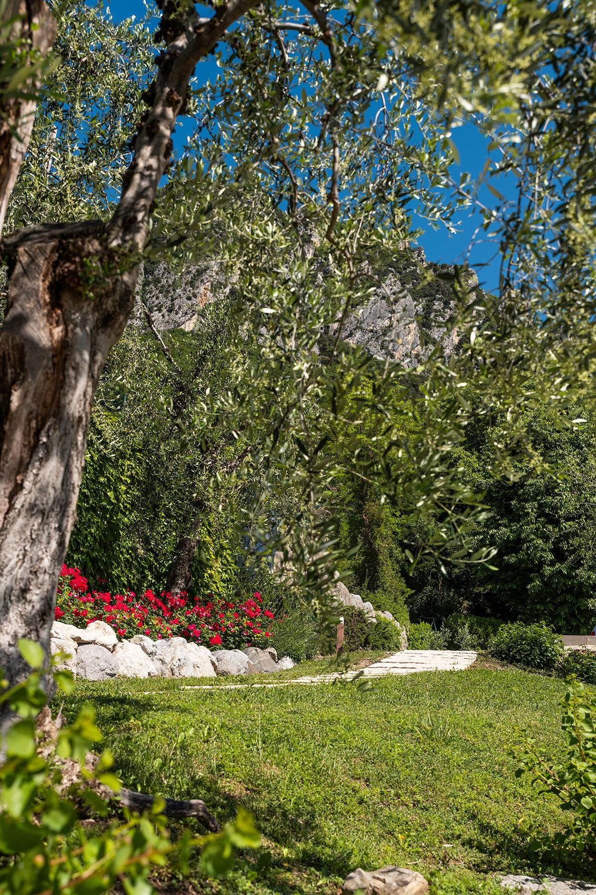 Olive tree garden with stone path, red flowers and mountain backdrop