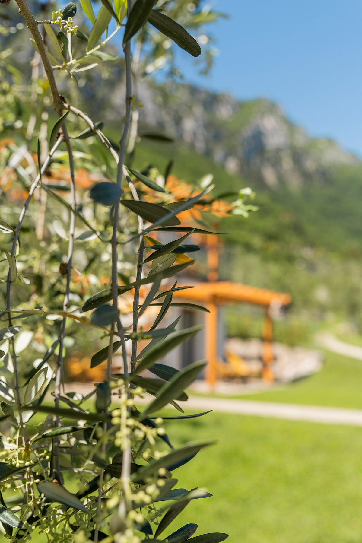 Olivenzweig mit Knospen vor Gartenpergola und Bergen